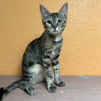 Maddie -  Domestic Short Hair Cat for Adoption in Fresno, California - Maddie | PetCurious