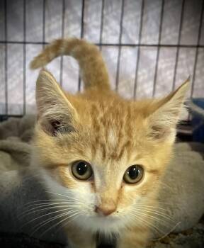 Rescue Domestic Short Hair Cats for Adoption in Portland, Indiana - Newton | PetCurious