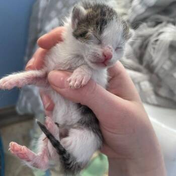 Domestic Short Hair Cats Available for Adoption in San Pablo, California - Rockette | PetCurious