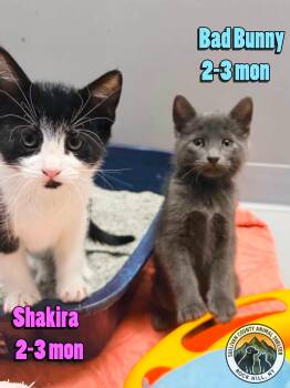 Domestic Short Hair Cats Available for Adoption in Rock Hill, New York - Bad Bunny | PetCurious