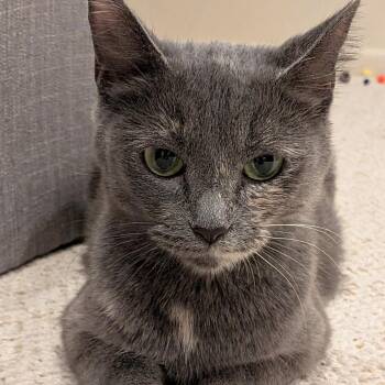 Luna B -  Domestic Short Hair Cat for Adoption in Naperville, Illinois - Luna B | PetCurious