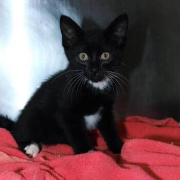 Dozer -  Domestic Short Hair Cat for Adoption in Kansas City, Missouri - Dozer | PetCurious