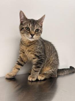 George 2 -  Domestic Short Hair Cat for Adoption in Arthur, Ontario - George 2 | PetCurious