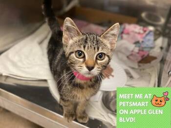 TINY -  Domestic Short Hair Cat for Adoption in Fort Wayne, Indiana - TINY | PetCurious