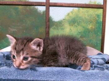 SOL -  Domestic Short Hair Cat for Adoption in Houston, Texas - SOL | PetCurious