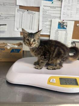 Salli -  Domestic Medium Hair Cat for Adoption in Bolivar, Missouri - Salli | PetCurious