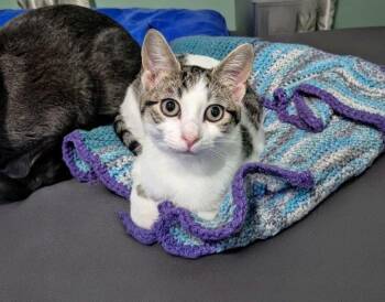 Oscar -  Domestic Short Hair Cat for Adoption in Winnipeg, Manitoba - Oscar | PetCurious