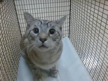 CHAMO MARLIN -  Siamese Cat for Adoption in Doral, Florida - CHAMO MARLIN | PetCurious
