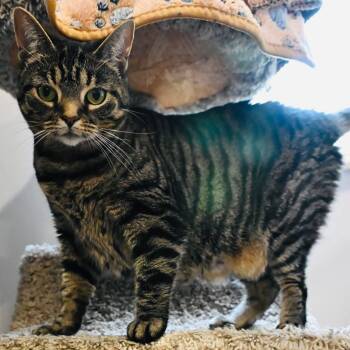 Tabby Cats Available for Adoption in Washington, Pennsylvania - Emmie | PetCurious