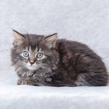 Erin (yellow) -  Domestic Long Hair Cat for Adoption in Sunnyvale, California - Erin (yellow) | PetCurious