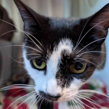 Charlie Chatty -  Domestic Short Hair Cat Available for Adoption in Baltimore, Maryland - Charlie Chatty | PetCurious