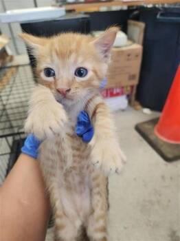 A660043 -  Domestic Short Hair Cat for Adoption in Houston, Texas - A660043 | PetCurious