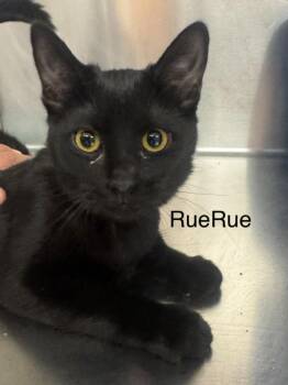 RueRue -  Domestic Short Hair Cat for Adoption in St. George, Utah - RueRue | PetCurious