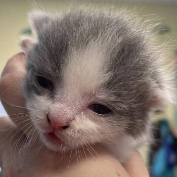 Rescue Domestic Short Hair Cats for Adoption in Winchester, Virginia - Mangle | PetCurious