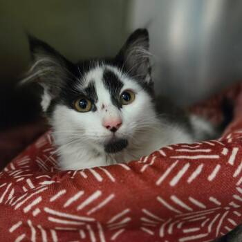 Domestic Medium Hair Cats Available for Adoption in Houston, Texas - Mewtwo | PetCurious