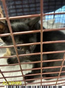 LICORICE -  Domestic Short Hair Cat for Adoption in West Palm Beach, Florida - LICORICE | PetCurious