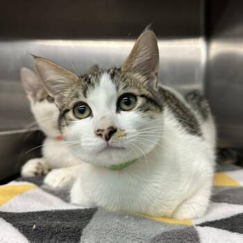 Figero -  Domestic Short Hair Cat for Adoption in Spokane, Washington - Figero | PetCurious