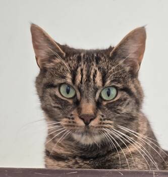 Rescue Domestic Short Hair Cats for Adoption in Warwick, New York - Penelope | PetCurious