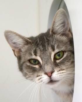 Rescue Domestic Short Hair Cats for Adoption in Fishers, Indiana - Demure | PetCurious