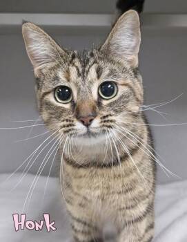 Honk -  Domestic Short Hair Cat for Adoption in Mason, Michigan - Honk | PetCurious