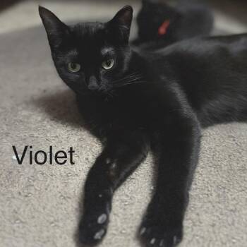 Domestic Short Hair Cats Available for Adoption in Buffalo, Minnesota - Violet | PetCurious