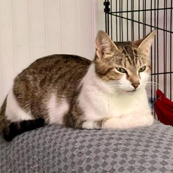 Domestic Short Hair Cats Available for Adoption in Blairsville, Georgia - Freckles (Mom) | PetCurious