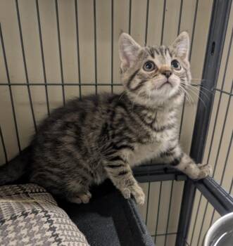 Rescue Domestic Short Hair Cats for Adoption in Portland, Indiana - Cello | PetCurious