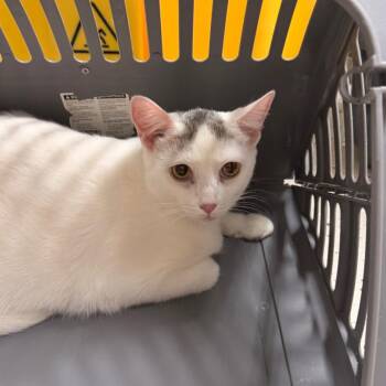 Domestic Short Hair Cats Available for Adoption - Fiona | PetCurious