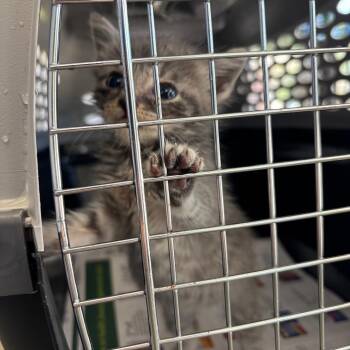 Aqua -  Domestic Short Hair Cat for Adoption in Montgomery, Alabama - Aqua | PetCurious