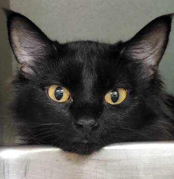 Domestic Short Hair Cats Available for Adoption - Trixie | PetCurious