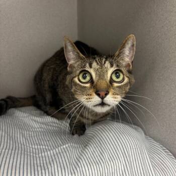 Ali -  Domestic Medium Hair Cat for Adoption in Los Angeles, California - Ali | PetCurious