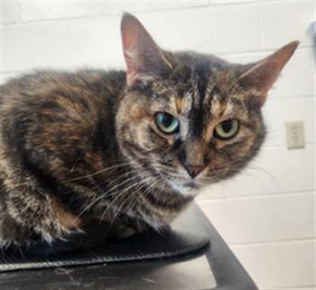 Rescue Domestic Short Hair Cats for Adoption in Saginaw, Michigan - TIFFANY | PetCurious