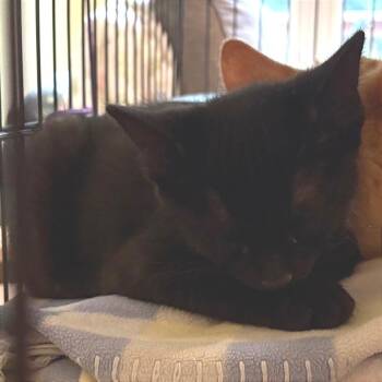 David -  Domestic Short Hair Cat for Adoption in Traverse City, Michigan - David | PetCurious