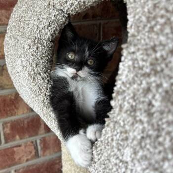 Jack -  Domestic Long Hair Cat for Adoption in Johnson City, Tennessee - Jack | PetCurious
