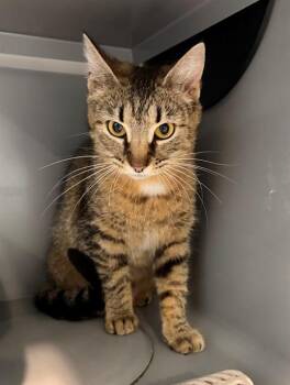 Domestic Short Hair Cats Available for Adoption in Leesburg, Virginia - PENELOPE | PetCurious