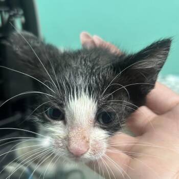 Dhali -  Domestic Short Hair Cat Available for Adoption in Guaynabo, Guaynabo - Dhali | PetCurious