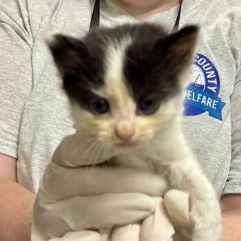 MUELLER -  Domestic Short Hair Cat for Adoption in Pensacola, Florida - MUELLER | PetCurious
