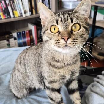 Sandy(FELV Positive) -  Domestic Short Hair Cat for Adoption in Long Beach, Mississippi - Sandy(FELV Positive) | PetCurious