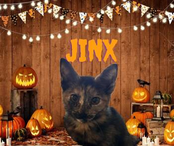 Jinx -  Domestic Short Hair Cat for Adoption in The Woodlands, Texas - Jinx | PetCurious