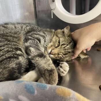 Domestic Short Hair Cats Available for Adoption - Sweet BBQ Chicken | PetCurious