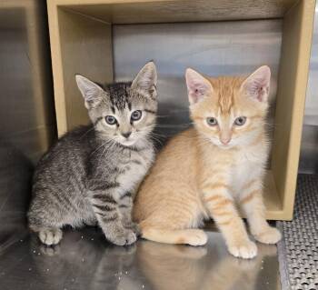 Domestic Short Hair Cats Available for Adoption in Ruskin, Florida - Kingsbury | PetCurious