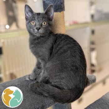 Dude -  Domestic Short Hair Cat for Adoption in Toledo, Ohio - Dude | PetCurious