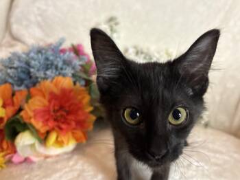 Garage Zeze -  Domestic Short Hair Cat for Adoption in Chandler, Arizona - Garage Zeze | PetCurious