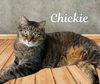 Domestic Short Hair Cats Available for Adoption in Queenstown, Maryland - Chickie | PetCurious