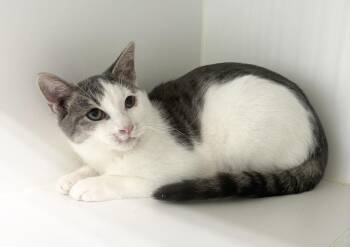 Pumba -  Domestic Short Hair Cat for Adoption in Rochester, Indiana - Pumba | PetCurious