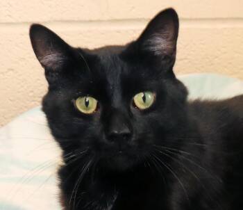 Brady -  Domestic Short Hair Cat for Adoption in Euclid, Ohio - Brady | PetCurious