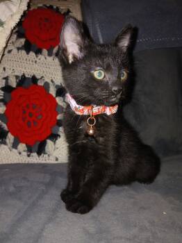 Domestic Short Hair Cats Available for Adoption in Phoenix, Arizona - Ebony | PetCurious