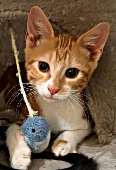Handsome Hans -  Domestic Short Hair Cat for Adoption in Long Beach, California - Handsome Hans | PetCurious