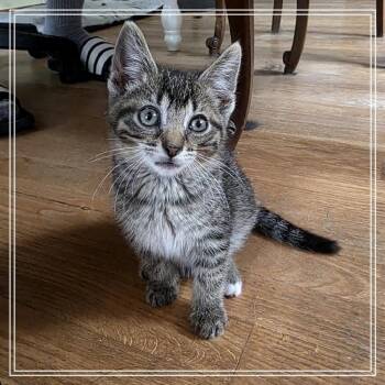 Brooks -  Domestic Short Hair Cat for Adoption in Monroe, Michigan - Brooks | PetCurious