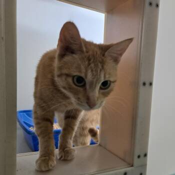 Domestic Short Hair Cats Available for Adoption in Tawas City, Michigan - Delaney 26-111 | PetCurious